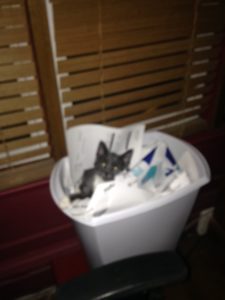 crazy-eyes-in-the-garbage-can