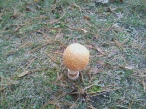 alice-in-wonderland-mushroom-front-yard-2013
