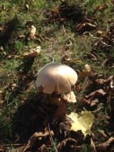big-a-mushroom