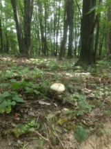 big-mushroom-summer-2016