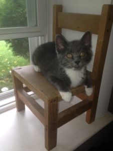 simpkin-on-baby-chair-in-window