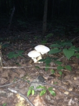 big-ass-mushrooms