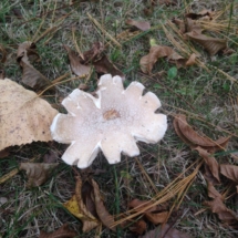 big-mushroom-like-flower