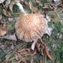 brown-mushroom-w-seeds