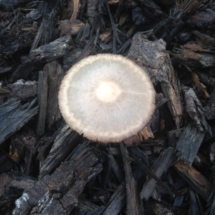 browning-mushroom