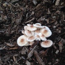 large-cluster-of-mushrooms