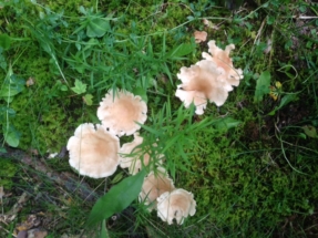 more-mushrooms-like-flowers