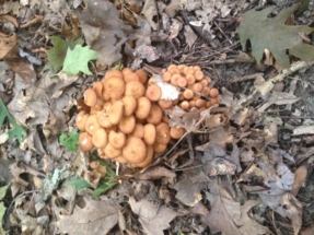 mushroom-cluster-2016
