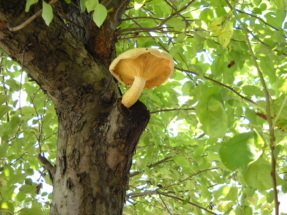 mushroom-grande-on-tree-1