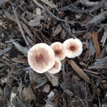 mushroom-quatrinity