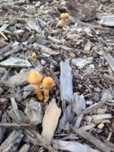 mushroom-twins