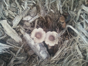 mushrooms-in-mulch-pile-look-like-flowers