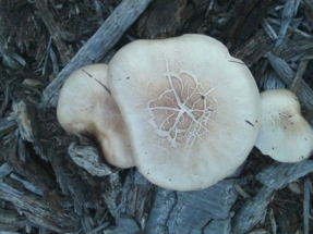 mushrooms-in-woods