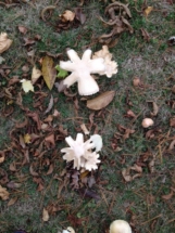 mushrooms-think-theyre-flowers