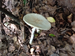 plate-size-mushroom-toppled-over