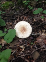 small-plate-size-mushroom