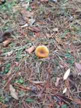 winter-mushroom-frozen